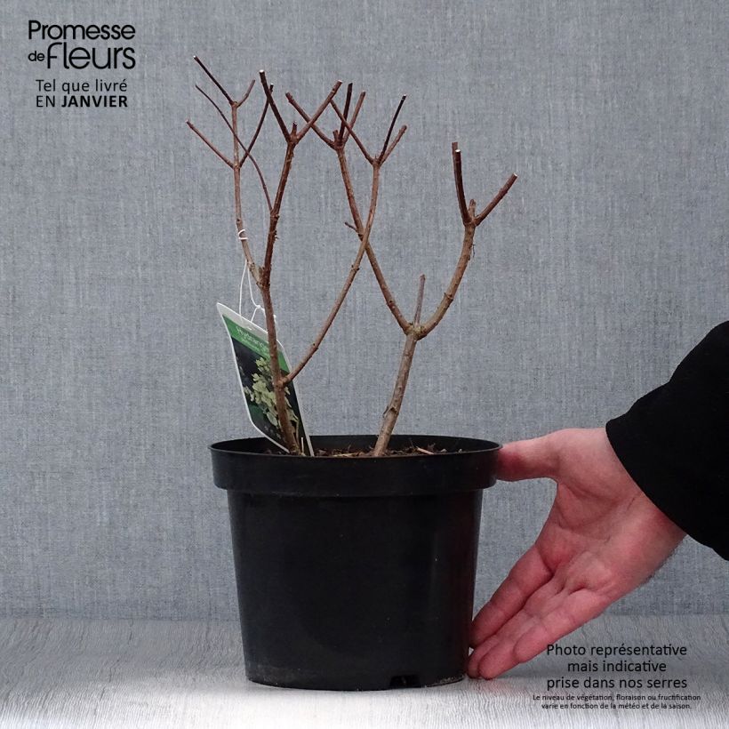 Spécimen de Hydrangea paniculata Tardiva - Hortensia paniculé tel que livré en hiver