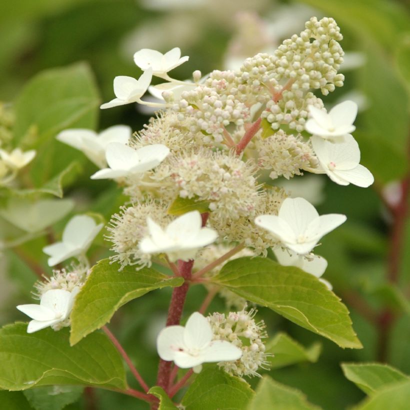 Hydrangea paniculata Tardiva - Hortensia paniculé (Floraison)