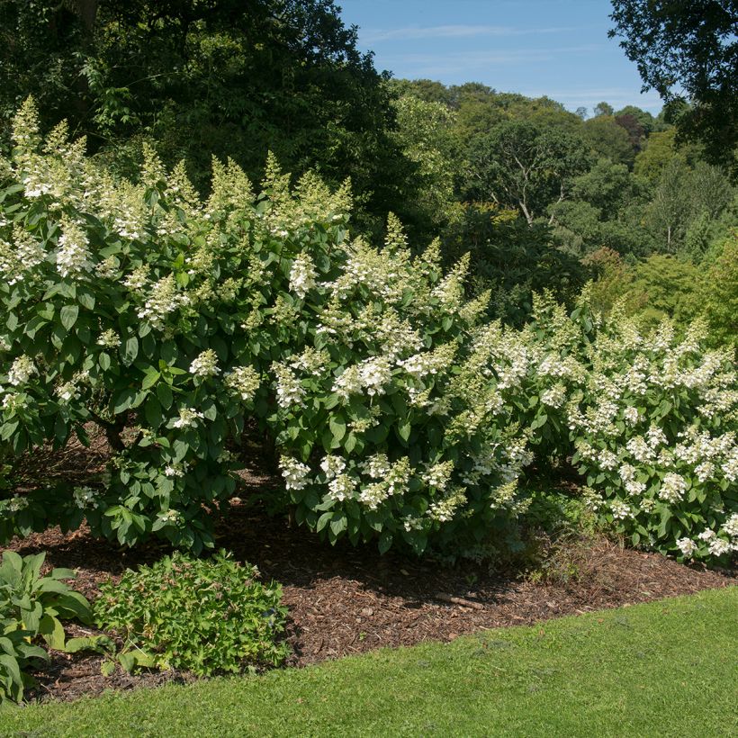 Hydrangea paniculata Tardiva - Hortensia paniculé (Port)