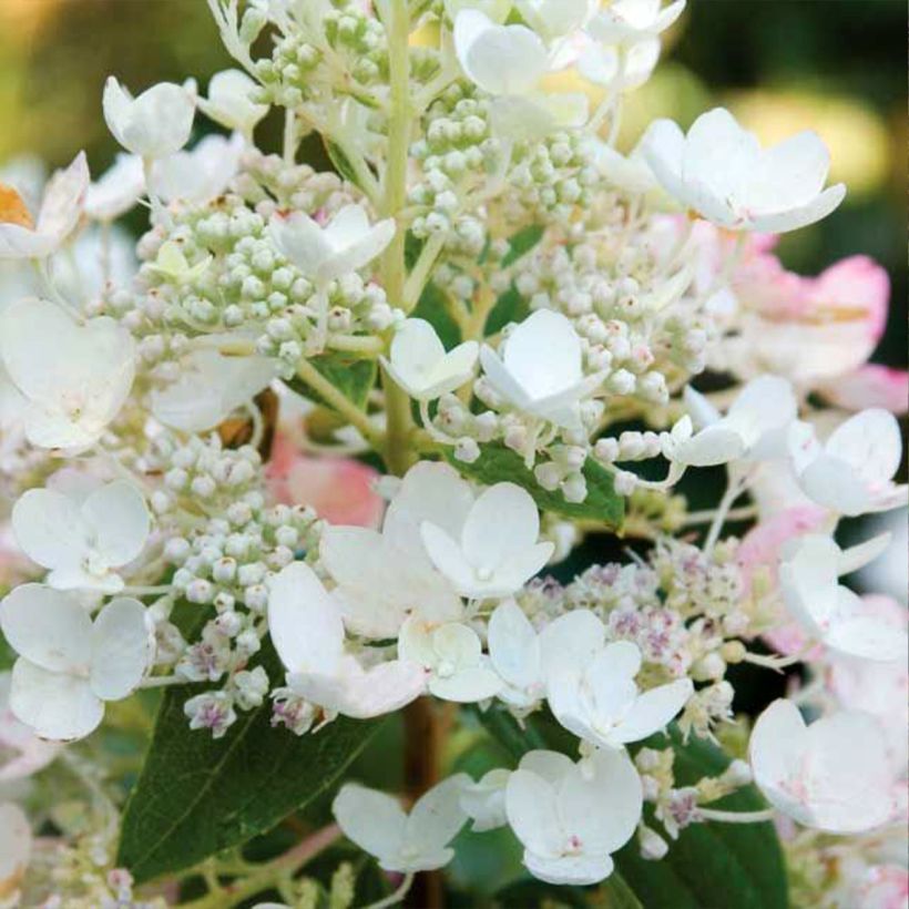 Hydrangea paniculata Tickled Pink - Hortensia paniculé (Floraison)