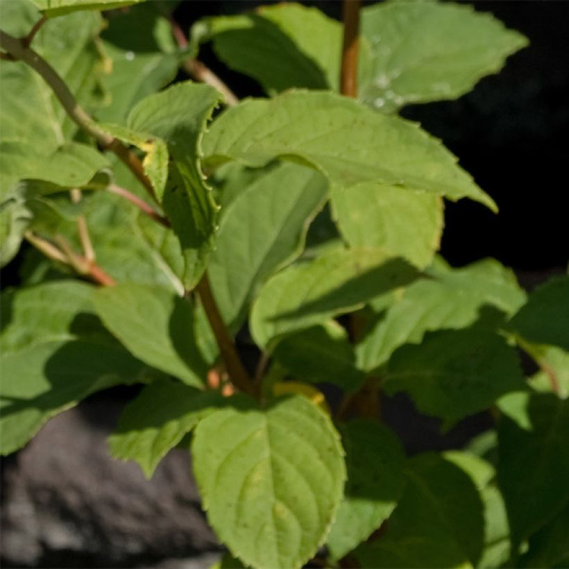 Hortensia - Hydrangea paniculata White Moth (Feuillage)