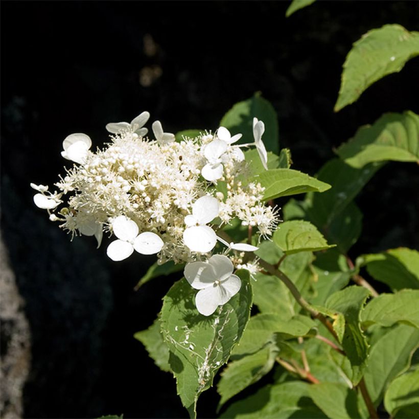 Hortensia - Hydrangea paniculata White Moth (Floraison)