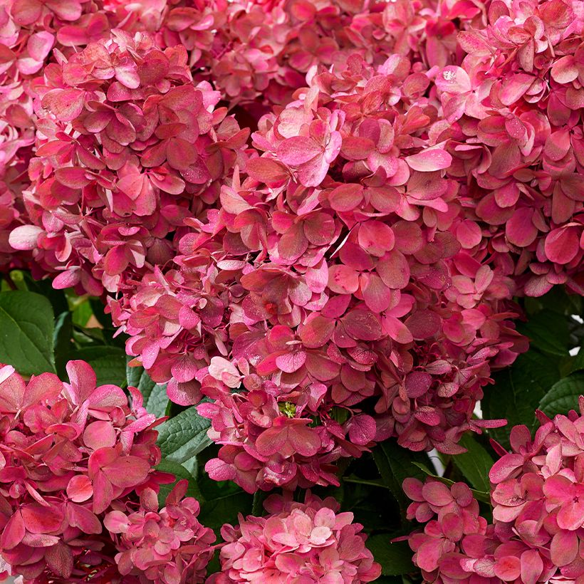 Hydrangea paniculata Bloody Marie - Hortensia paniculé (Floraison)