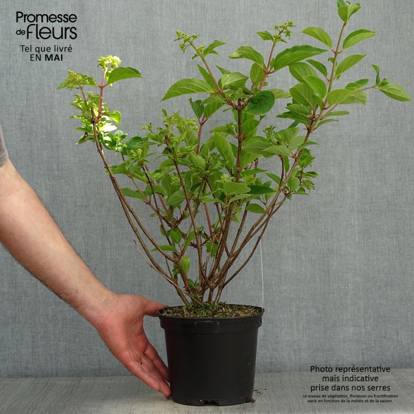 Spécimen de Hydrangea paniculata Dharuma - Hortensia paniculé tel que livré au printemps