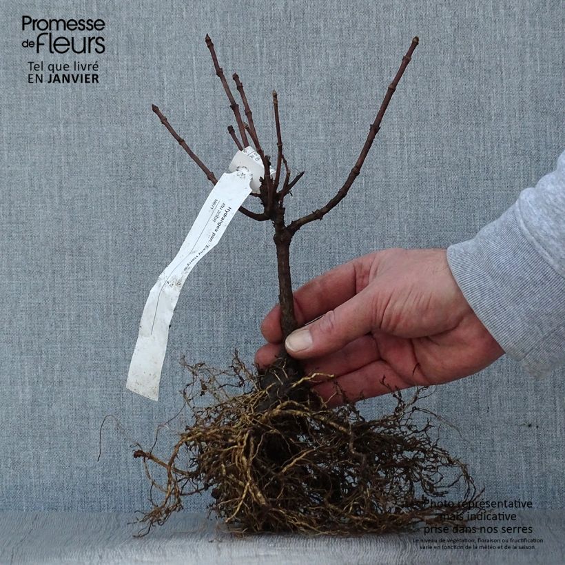 Spécimen de Hydrangea paniculata Early Harry- Hortensia paniculé Petites Racines nuesHauteur livrée env. 20/30cm tel que livré en hiver