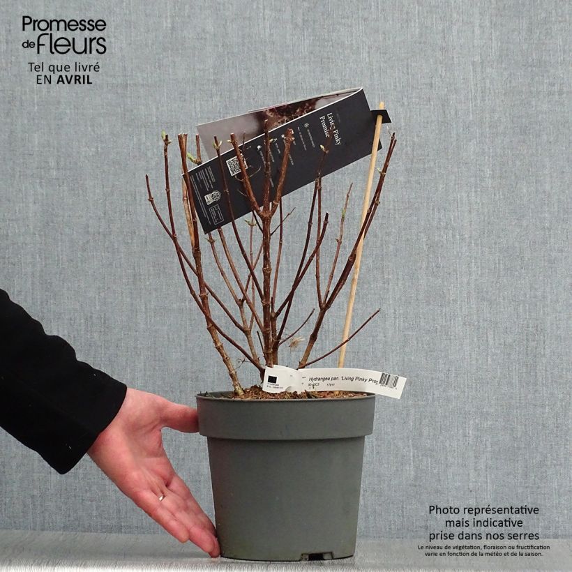 Spécimen de Hydrangea paniculata Living Pinky Promise - Hortensia paniculé tel que livré au printemps