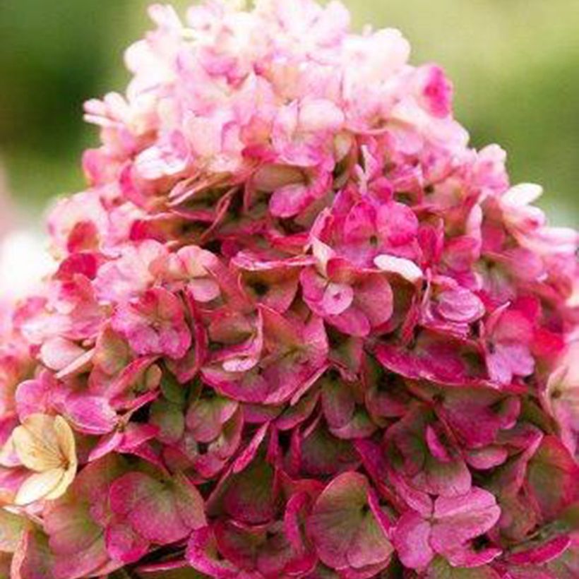 Hydrangea paniculata Living Pinky Promise - Hortensia paniculé (Floraison)
