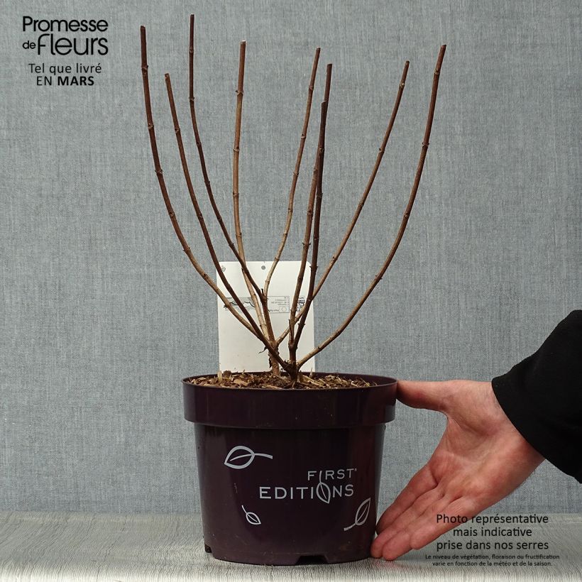 Spécimen de Hydrangea paniculata Tickled Pink - Hortensia paniculé Pot de 2L/3LHauteur livrée env. 40/50cm tel que livré au printemps