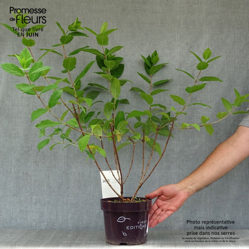 Spécimen de Hydrangea paniculata Tickled Pink - Hortensia paniculé Pot de 2L/3L tel que livré en été