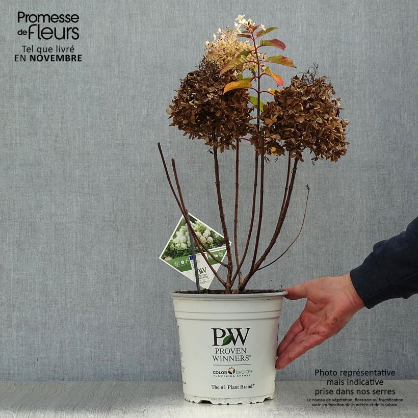 Spécimen de Hydrangea paniculata Fire Light - Hortensia paniculé Pot de 4L/5L tel que livré en automne