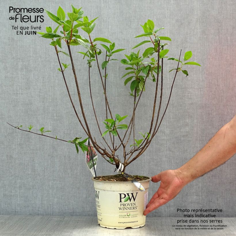 Spécimen de Hydrangea paniculata Fire Light - Hortensia paniculé Pot de 4L/5LHauteur livrée env. 30/40cm tel que livré au printemps