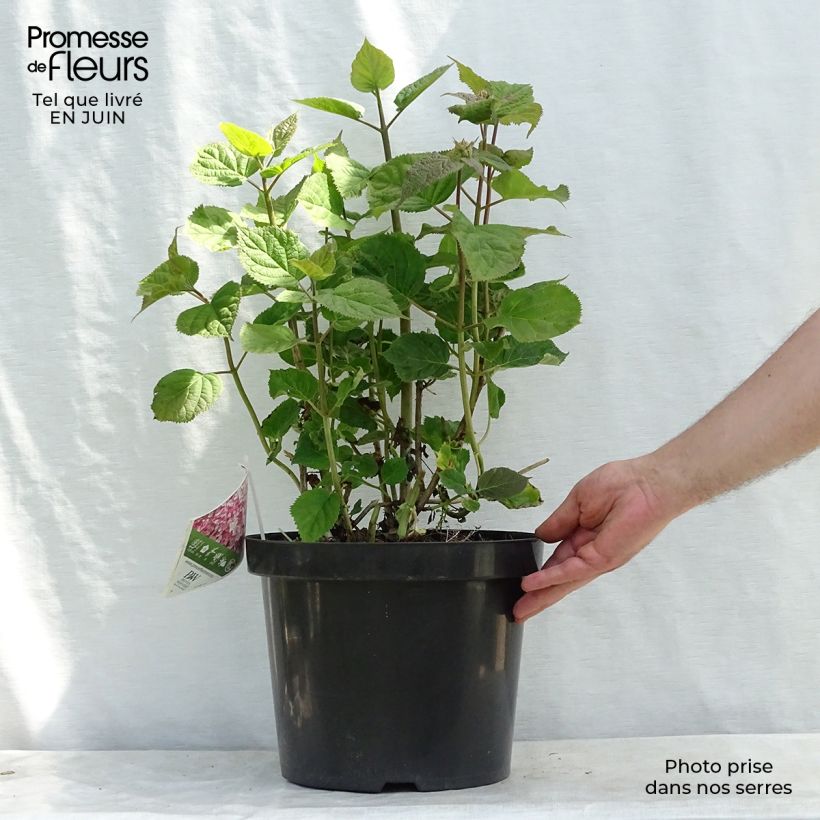 Spécimen de Hortensia arborescens Sweet Annabelle Pot de 7,5L/10L tel que livré en été