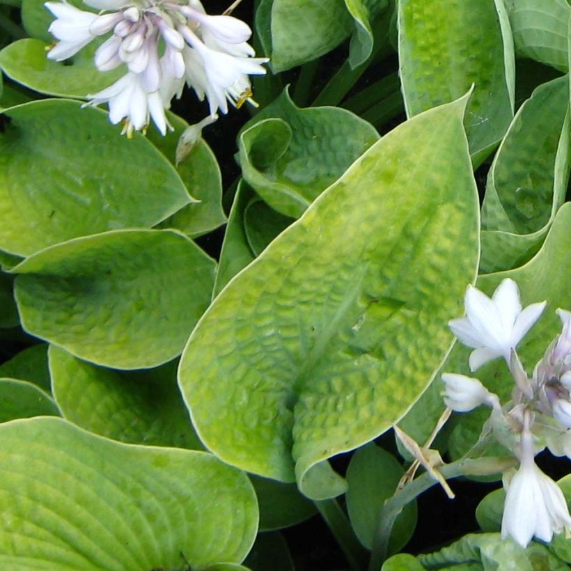 Hosta Abiqua Ariel (Feuillage)