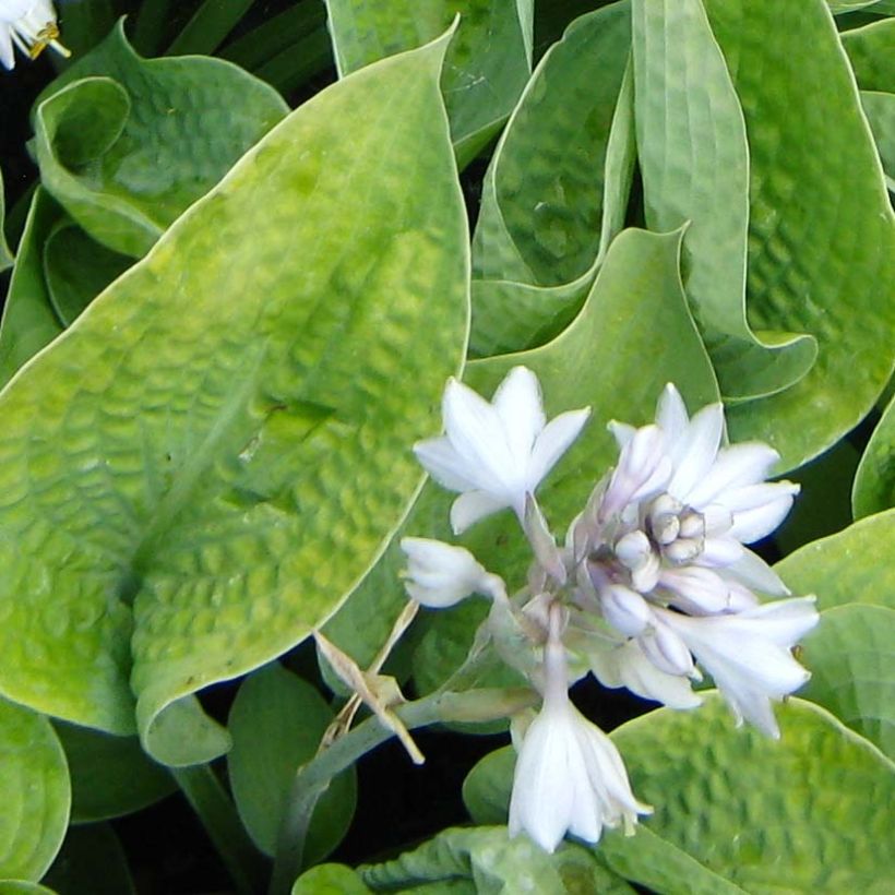 Hosta Abiqua Ariel (Floraison)