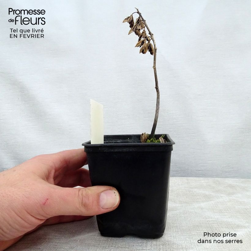 Spécimen de Hosta Abiqua Ariel Godet de 8/9 cm tel que livré en hiver