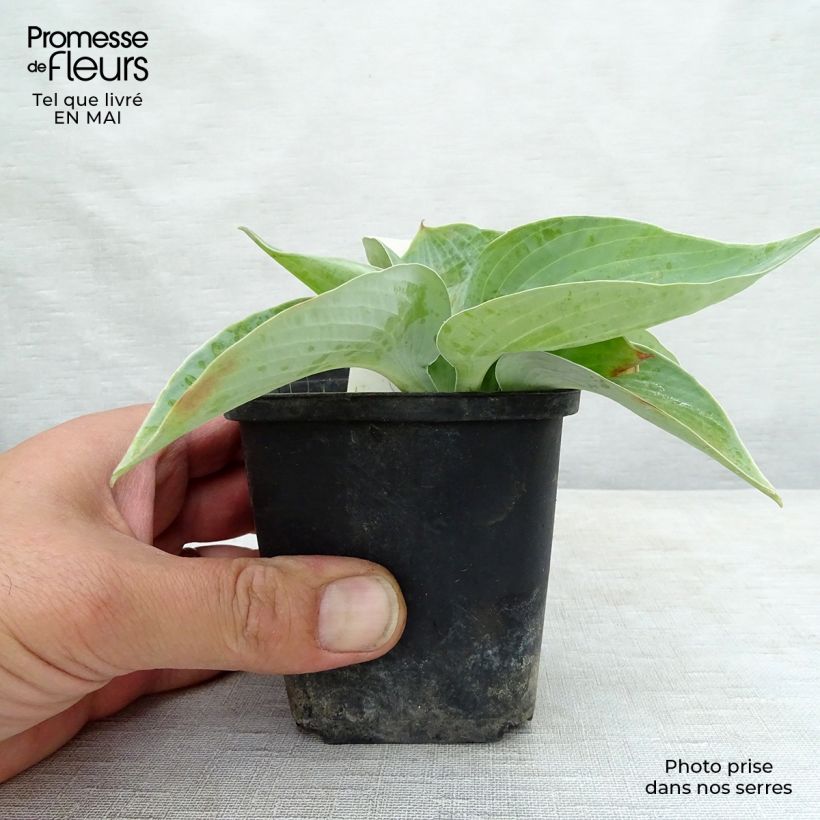 Spécimen de Hosta Abiqua Ariel Godet de 9cm tel que livré au printemps