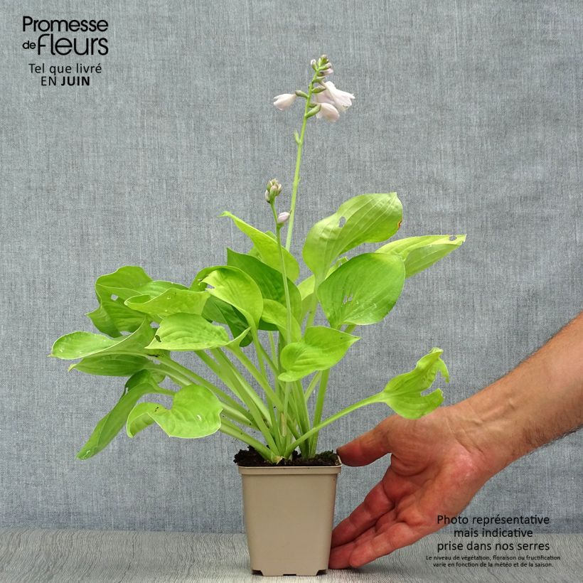 Spécimen de Hosta August Moon Godet de 8/9 cm tel que livré en été