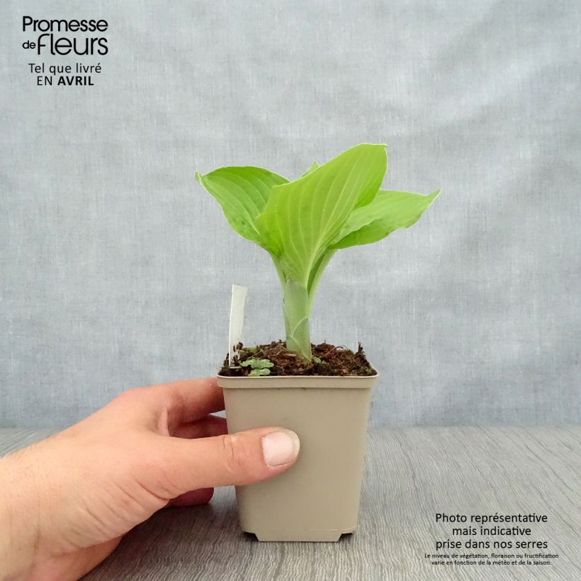 Spécimen de Hosta August Moon en godet de 9cm tel que livré au printemps