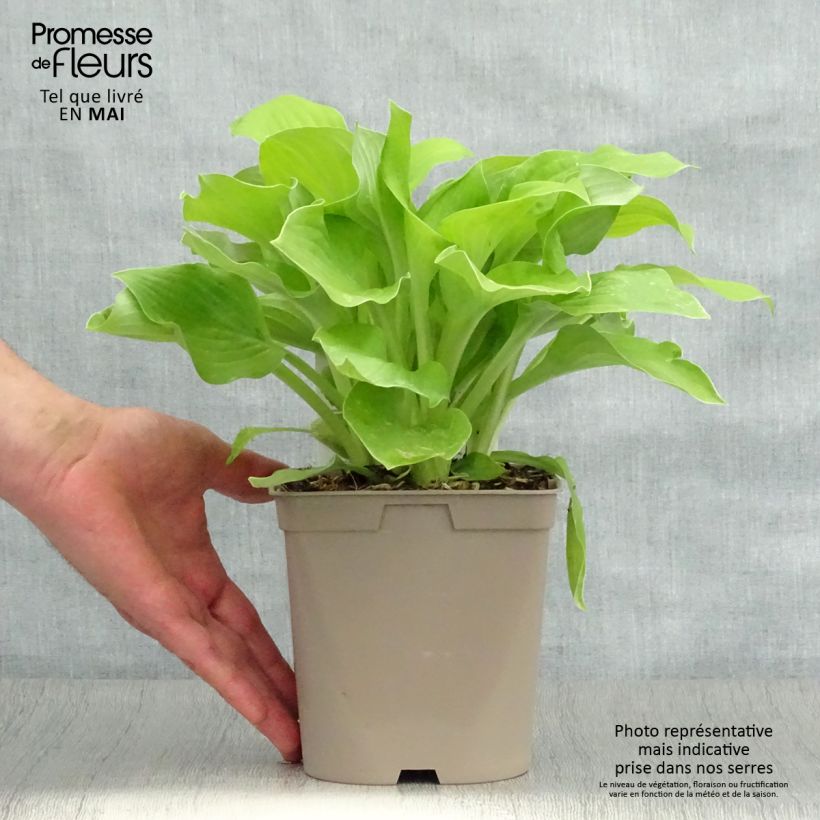 Spécimen de Hosta August Moon en pot de 2/3L tel que livré au printemps
