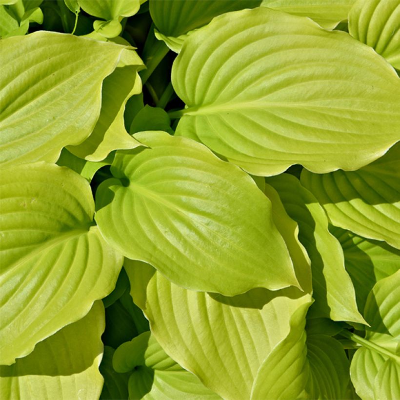 Hosta August Moon (Feuillage)