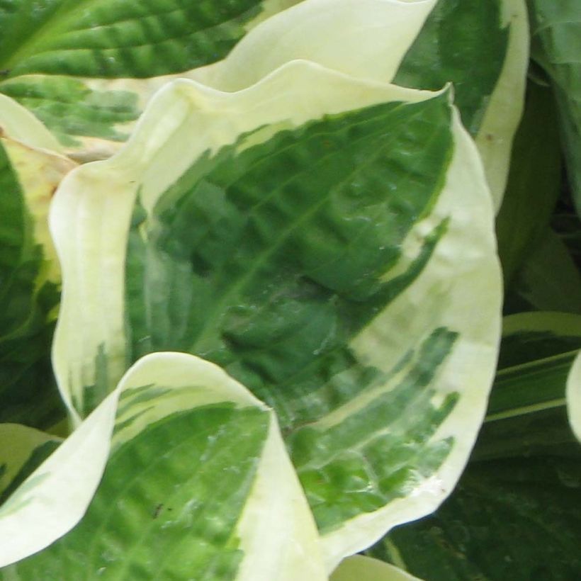 Hosta Austin Dickinson (Feuillage)