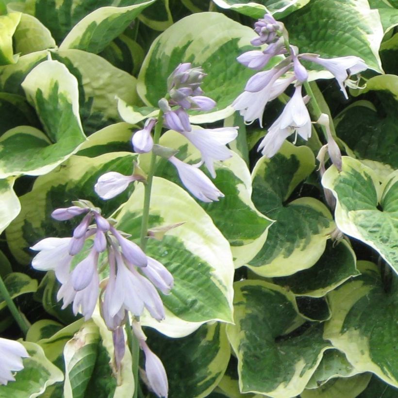 Hosta Austin Dickinson (Floraison)