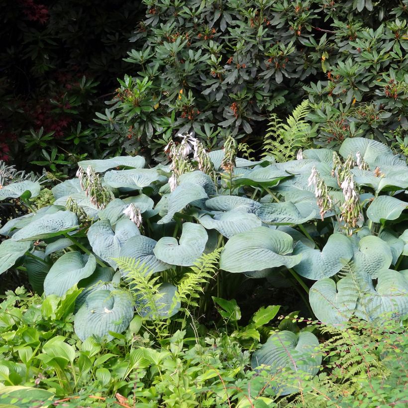 Hosta Big Daddy (Port)