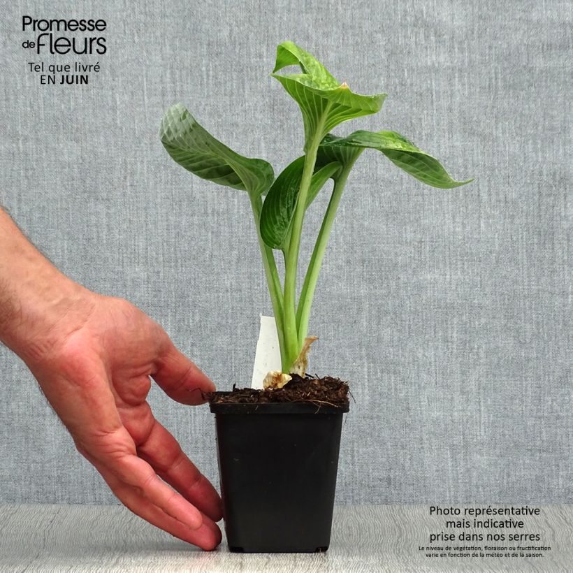 Spécimen de Hosta Big Daddy Godet de 8/9 cm tel que livré en été