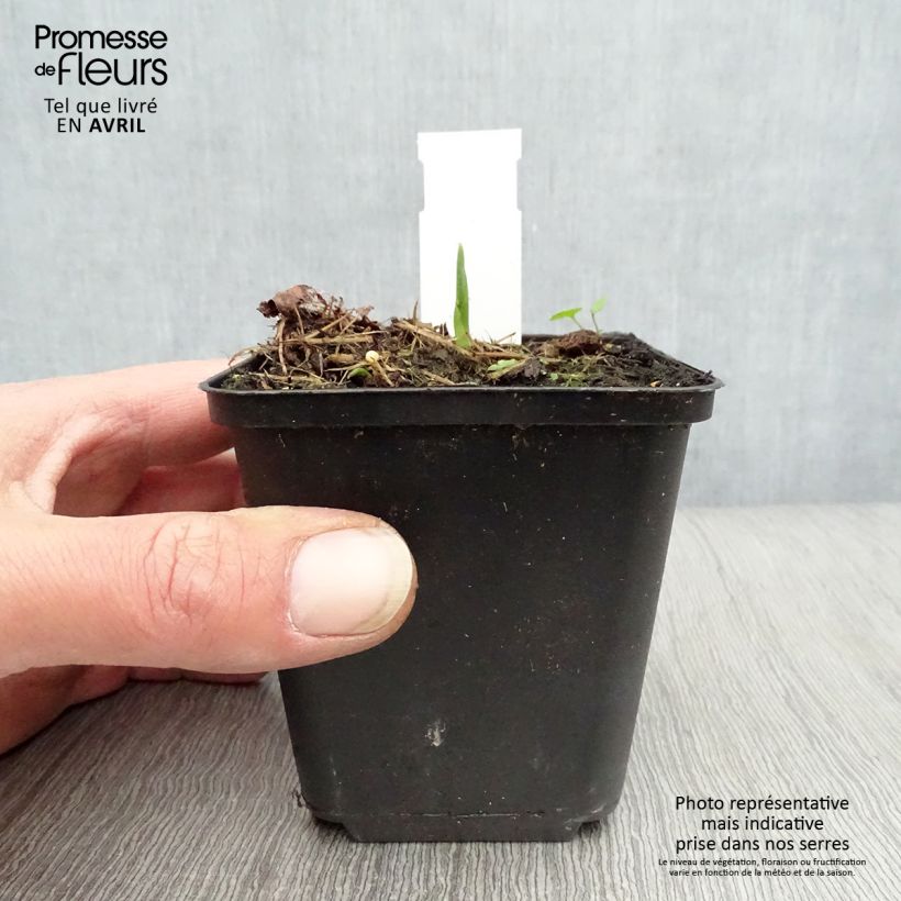 Spécimen de Hosta Big Daddy en godet de 9 cm tel que livré au printemps