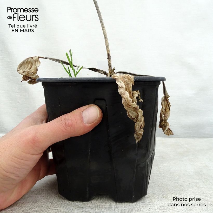 Spécimen de Hosta Big Daddy en pot de 2/3 litres tel que livré au printemps