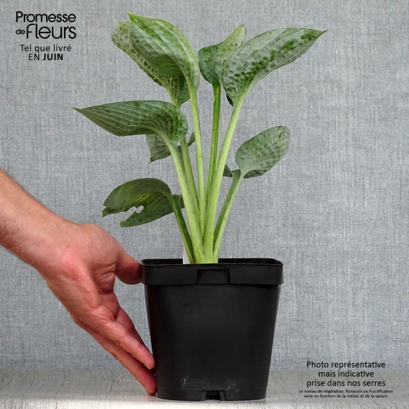 Spécimen de Hosta Big Daddy Pot de 2L/3L tel que livré en été