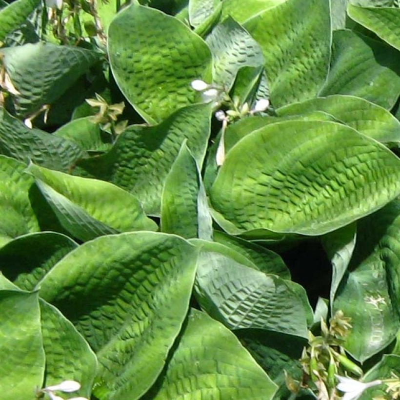 Hosta Big Mama (Feuillage)