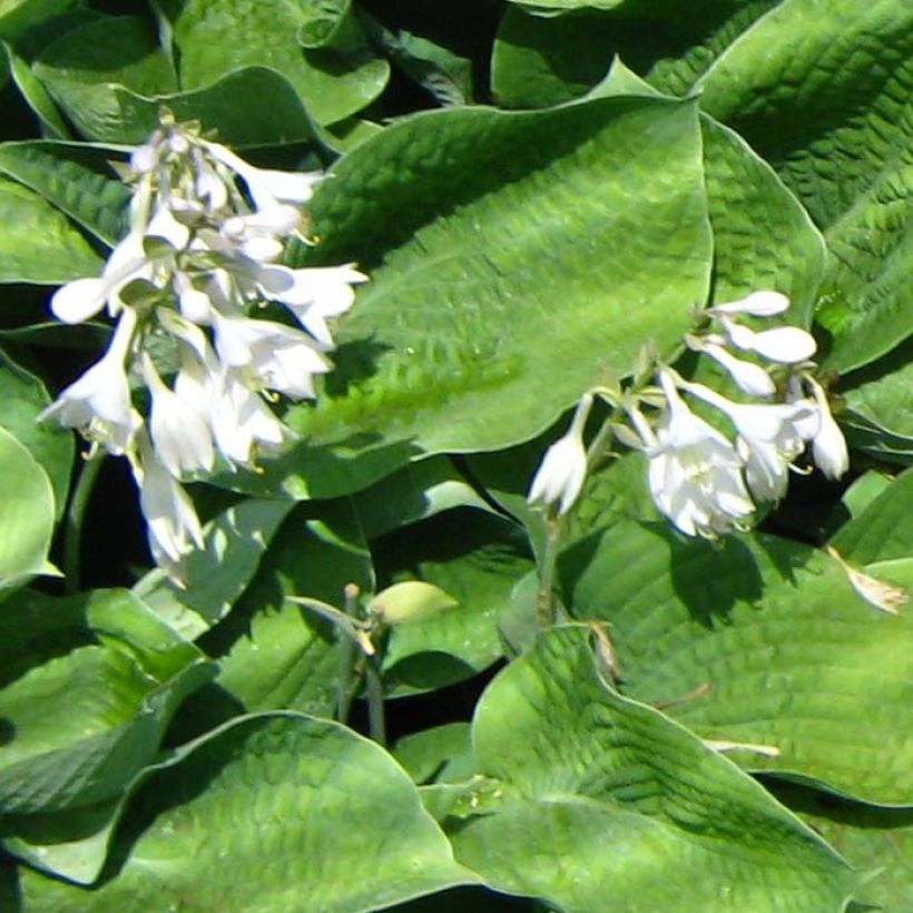 Hosta Big Mama (Floraison)