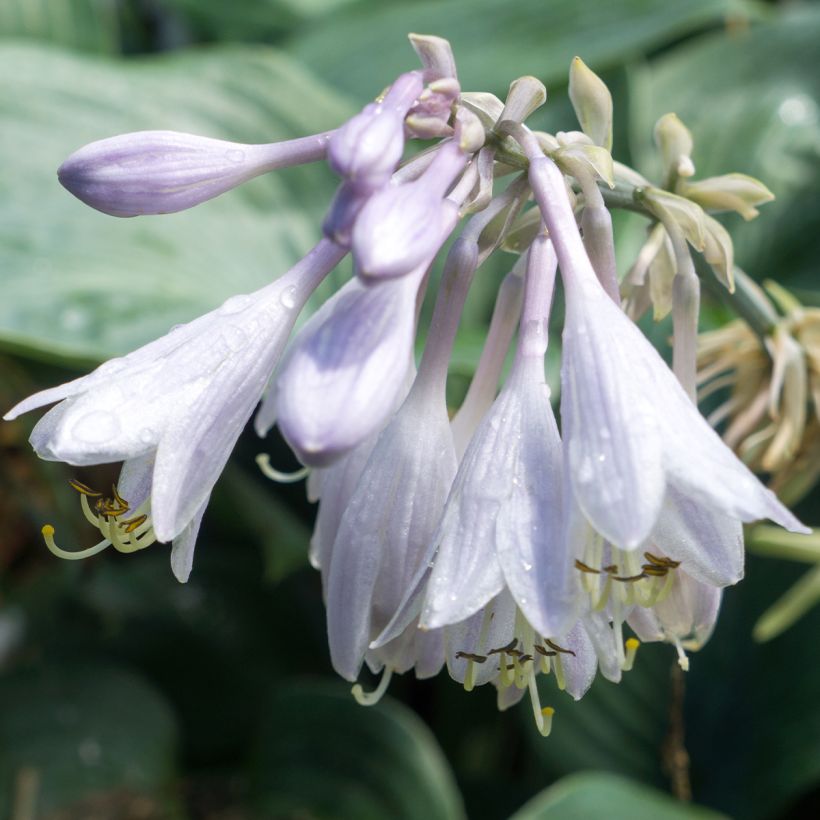 Hosta Blue Angel (Floraison)