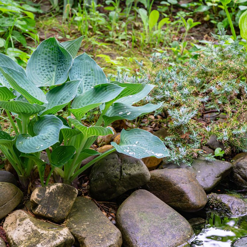 Hosta Blue Angel (Port)