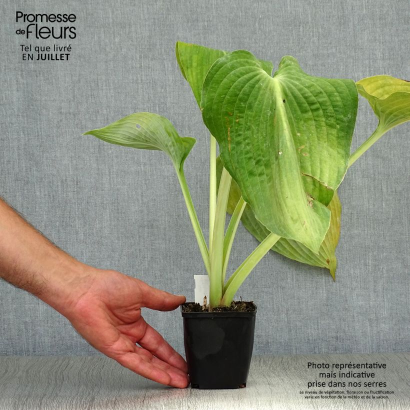 Spécimen de Hosta Blue Angel Godet de 8/9 cm tel que livré en été