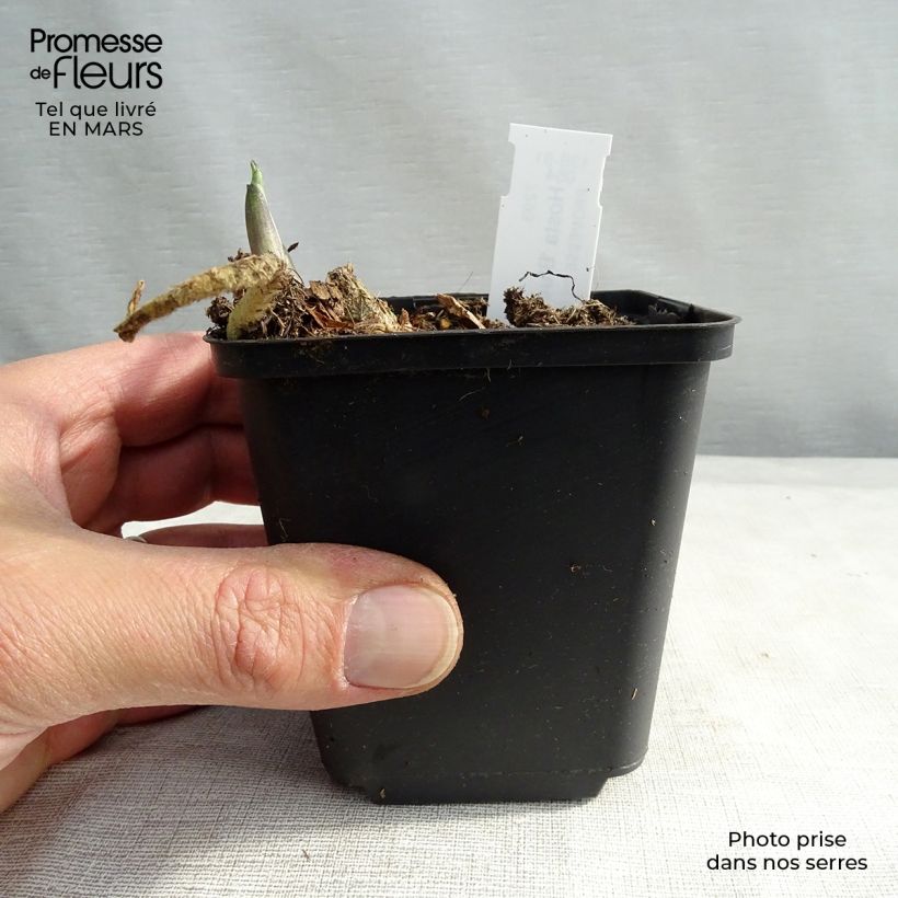 Spécimen de Hosta Blue Angel en godet de 9 cm tel que livré au printemps