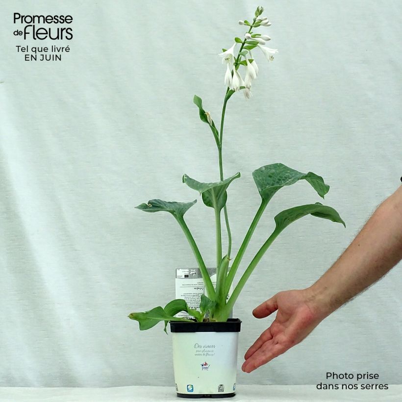 Spécimen de Hosta Blue Angel Pot de 1,5L/2L tel que livré en été