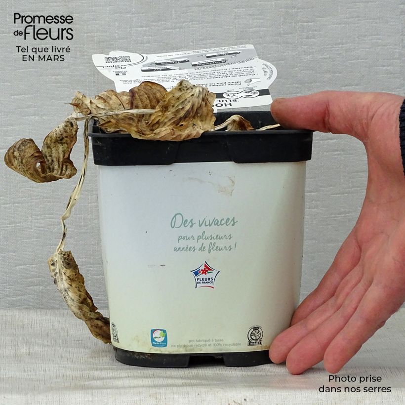 Spécimen de Hosta Blue Angel en pot de 1.5L/2L tel que livré au printemps