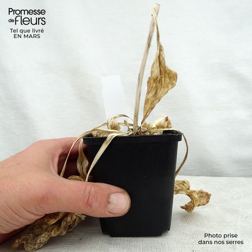 Spécimen de Hosta Blue Cadet Godet de 9cm tel que livré au printemps