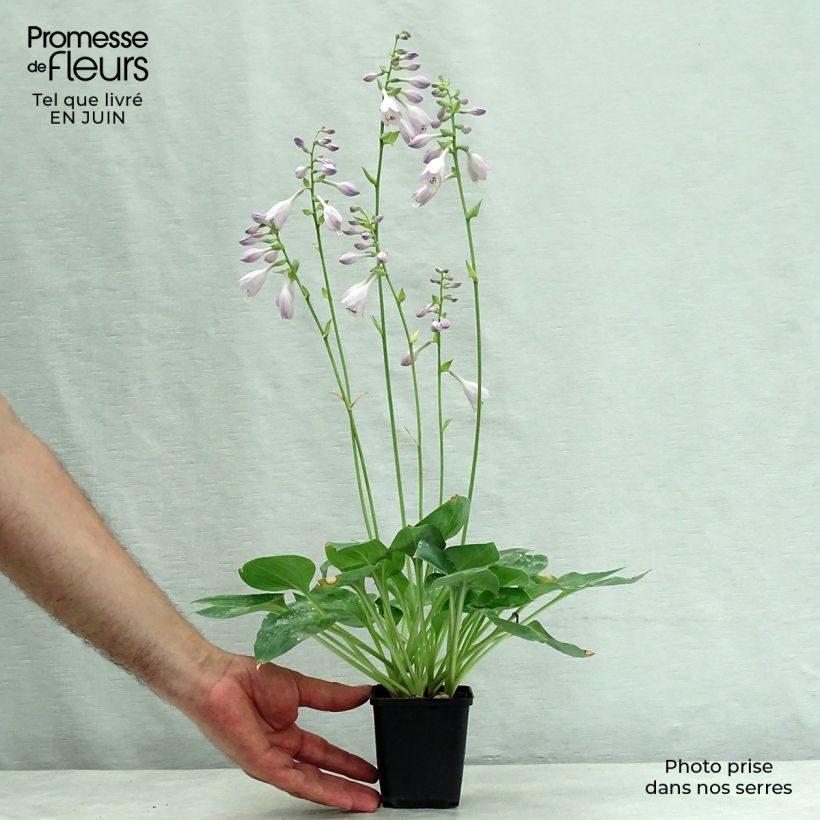 Spécimen de Hosta Blue Cadet Godet de 8/9 cm tel que livré en été