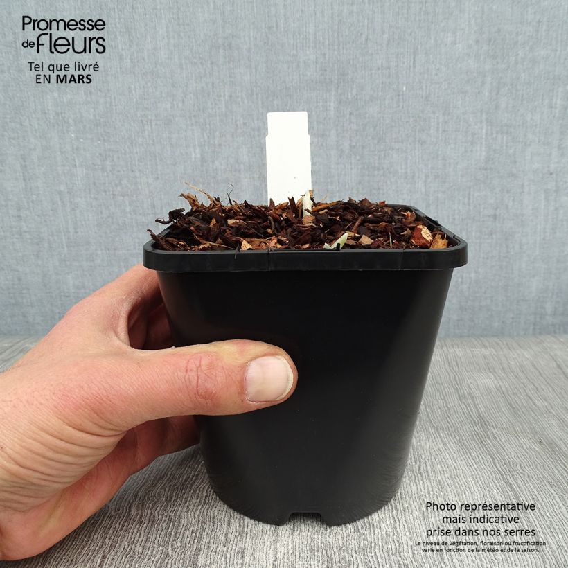Spécimen de Hosta Blue Flame tel que livré en hiver