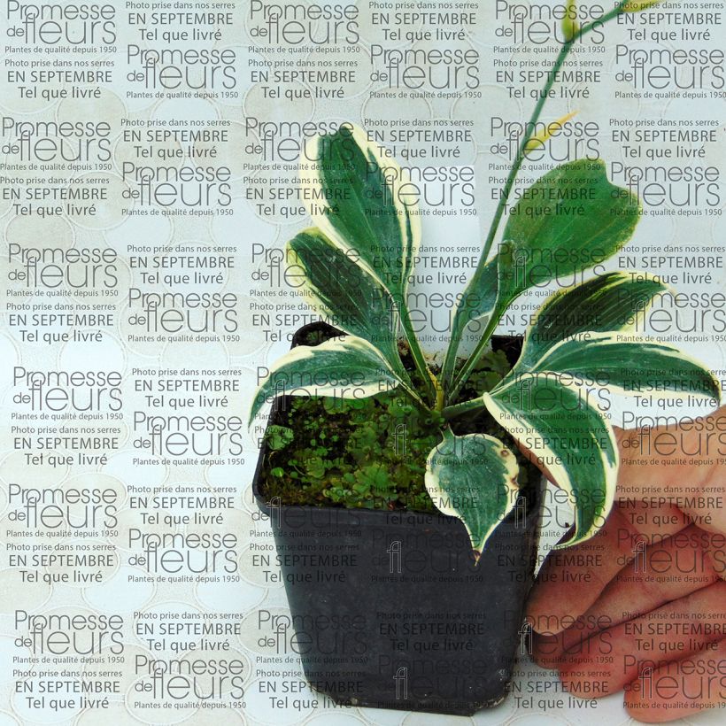 Exemple de spécimen de Hosta Blue Ivory - Hosta moyen bleu et ivoire Godet de 9cm tel que livré