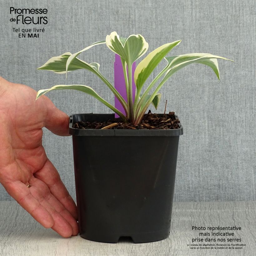 Spécimen de Hosta Blue Ivory - Hosta moyen bleu et ivoire Pot de 1.5L/2L tel que livré au printemps