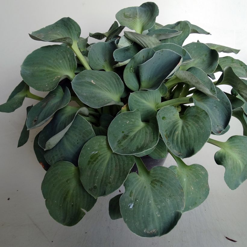 Hosta Blue Mouse Ears - Hosta bleu miniature (Port)