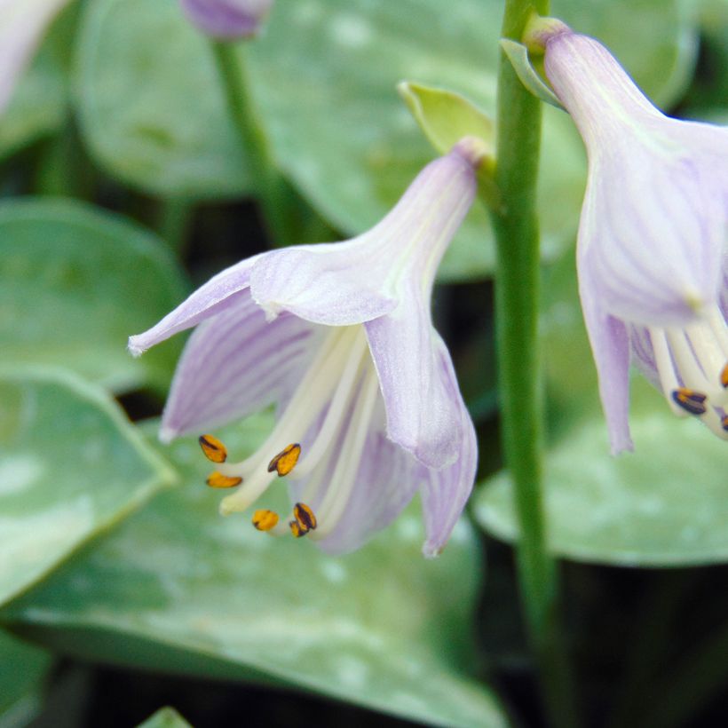 Hosta Blue Mouse Ears - Hosta bleu miniature (Floraison)