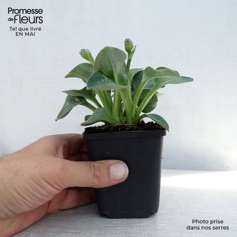 Spécimen de Hosta Blue Mouse Ears - Hosta bleu miniature Godet de 9cm tel que livré au printemps