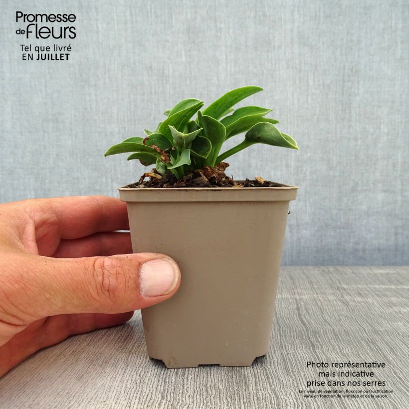 Spécimen de Hosta Blue Mouse Ears - Hosta bleu miniature Godet de 8/9 cm tel que livré en été