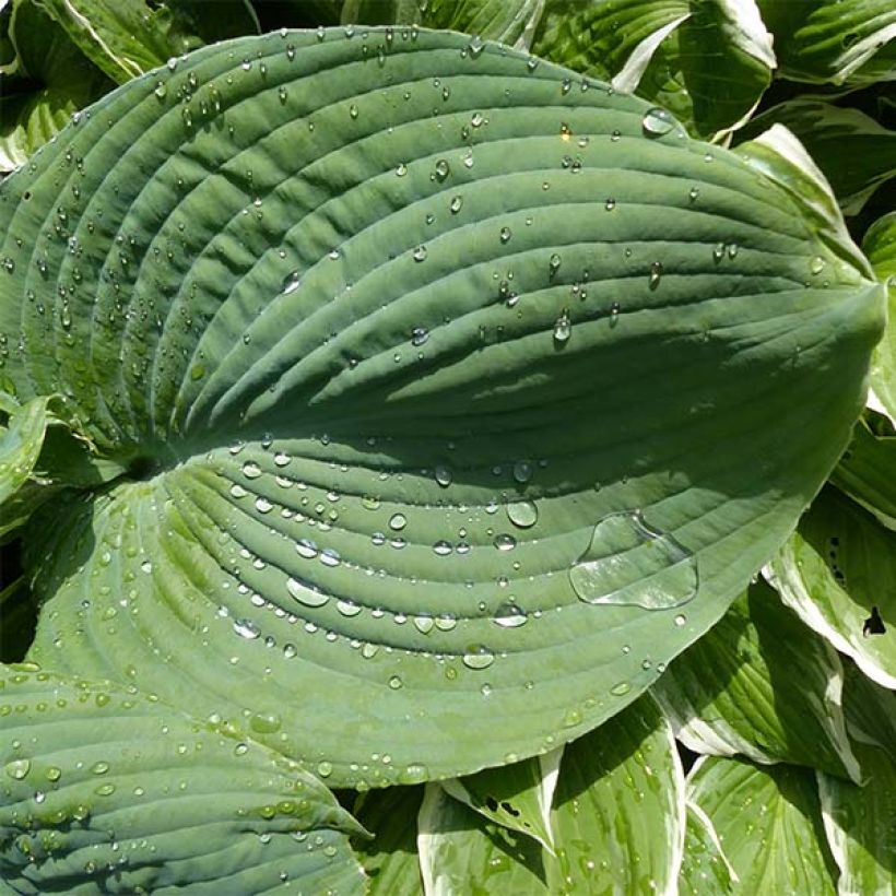 Hosta Blue Umbrellas (Feuillage)