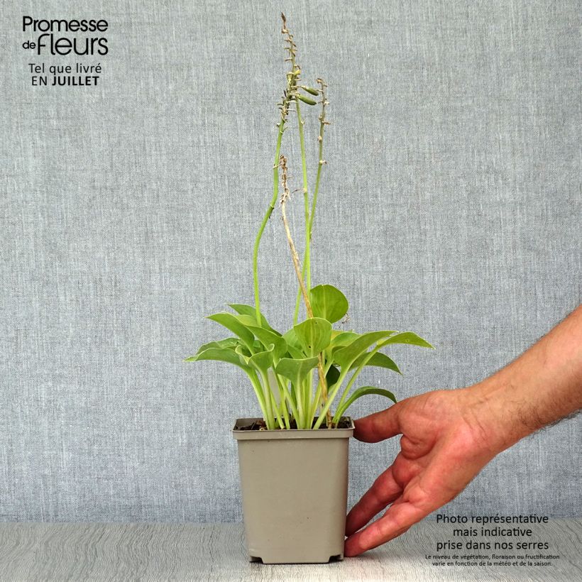 Spécimen de Hosta Blue Umbrellas Godet de 8/9 cm tel que livré en été